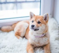 Dog on rug