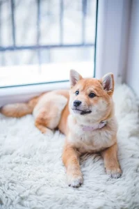 Dog on rug