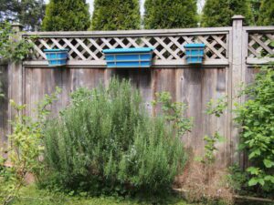 Shrubs attract wildlife to your outdoor space