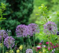 your garden plants