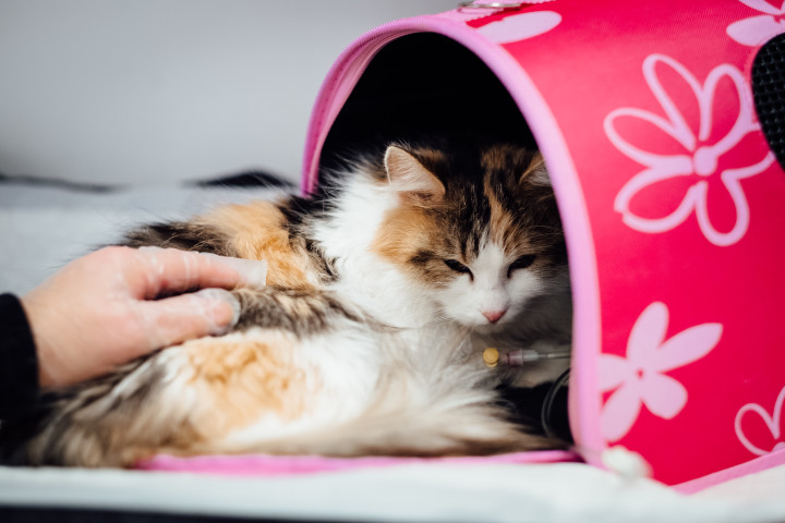 Choosing the Perfect Family Pet: A Comprehensive Guide to Finding the Right Furry Friend for Your Home