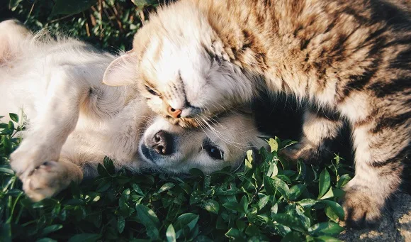 Pets for Homes with Small Children
